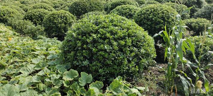 冠幅300厘米海桐球