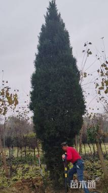 高度600厘米蜀桧
