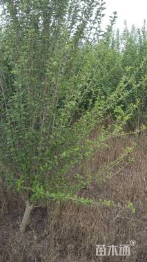 高度200厘米丛生木槿