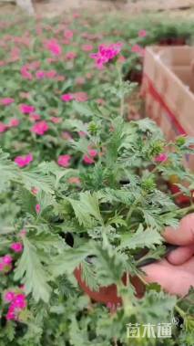 高度15厘米细叶美女樱