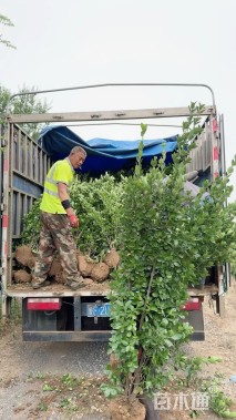 高度150厘米北海道黄杨