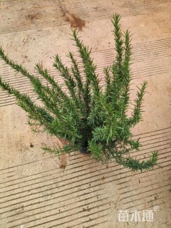 高度30厘米迷迭香