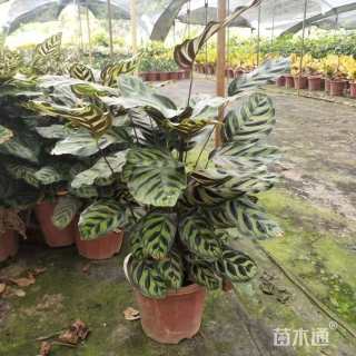 高度25厘米孔雀竹芋