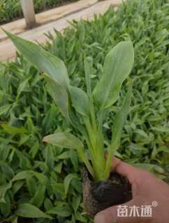 高度35厘米美人蕉