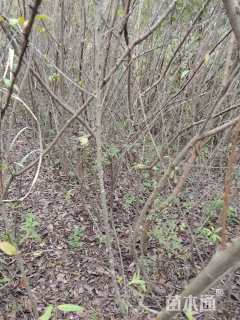 高度100厘米李子树