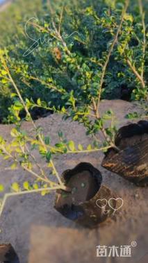 高度30厘米龟甲冬青