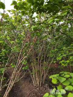 高度300厘米紫荆