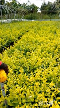 高度20厘米金叶女贞