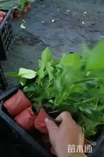 高度20厘米绣球