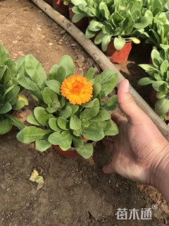 高度15厘米金盏菊