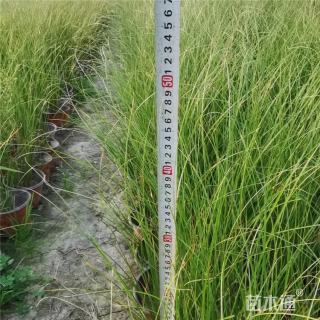 高度25厘米青绿苔草