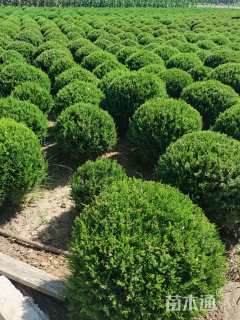 高度80厘米塔柏