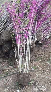 高度300厘米丛生紫荆
