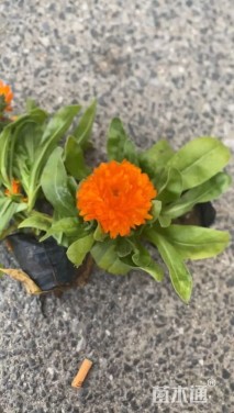 高度13厘米菊花