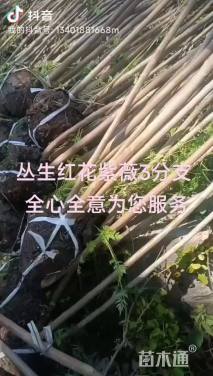 2公分红火箭紫薇