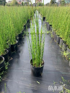 高度60厘米木贼