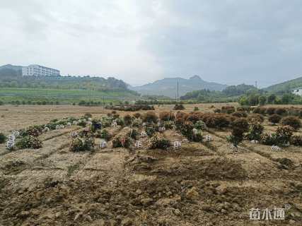 冠幅150厘米红叶石楠球