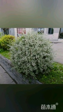 高度30厘米灌从石蚕