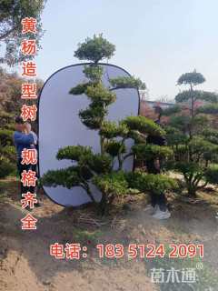 高度1.5厘米黄杨