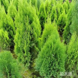 高度80厘米洒金柏小苗