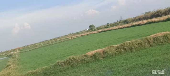 草卷状百慕大草