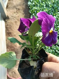 高度10厘米三色堇