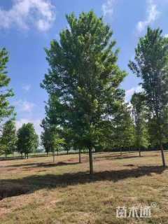 18公分美国红枫