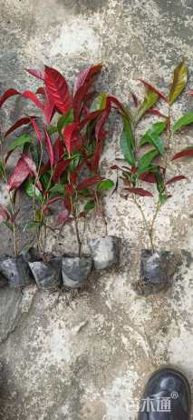 高度25厘米红背桂