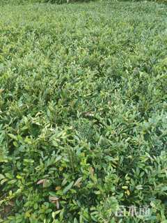 高度20厘米小叶蚊母