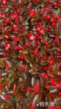 高度20厘米四季海棠