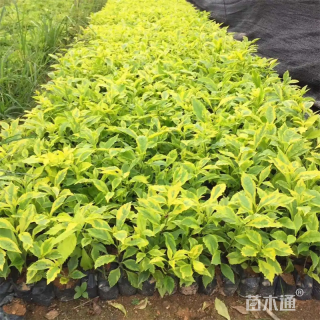 高度20厘米金边假连翘