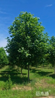 20公分北美鹅掌楸