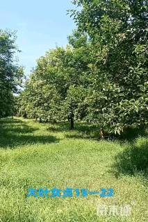 20公分大叶女贞