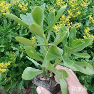 高度20厘米观叶芙蓉葵