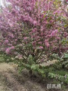 12公分高原之火海棠