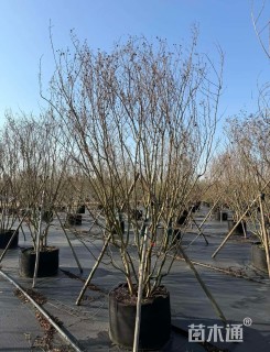 高度200厘米丛生紫薇