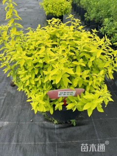 高度40厘米绣线菊