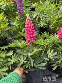 高度30厘米羽扇豆