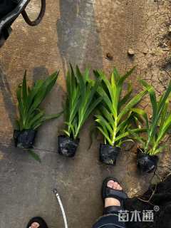 高度40厘米射干