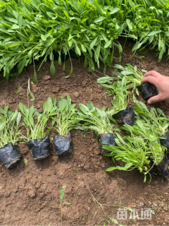 高度15厘米大花金鸡菊