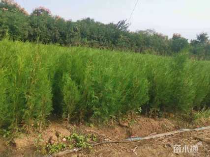 高度100厘米侧柏