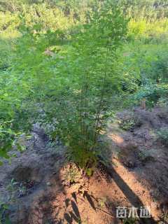 高度100厘米胡枝子