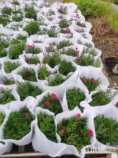 高度15厘米翠菊