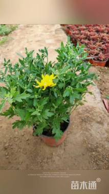 高度30厘米国庆菊