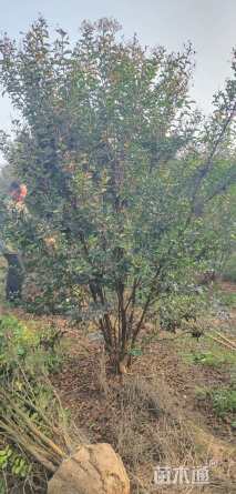 2公分红火箭紫薇