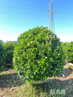 冠幅120厘米金森女贞球