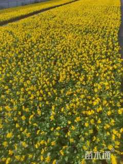 高度15厘米金盏菊