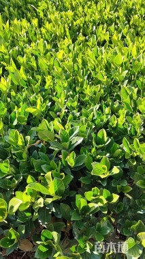 高度25厘米栀子花