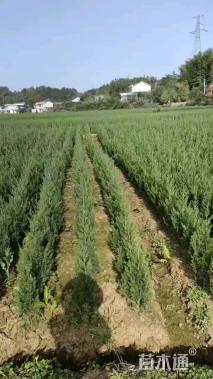 高度100厘米松柏