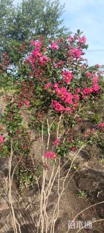 高度80厘米天鹅绒紫薇